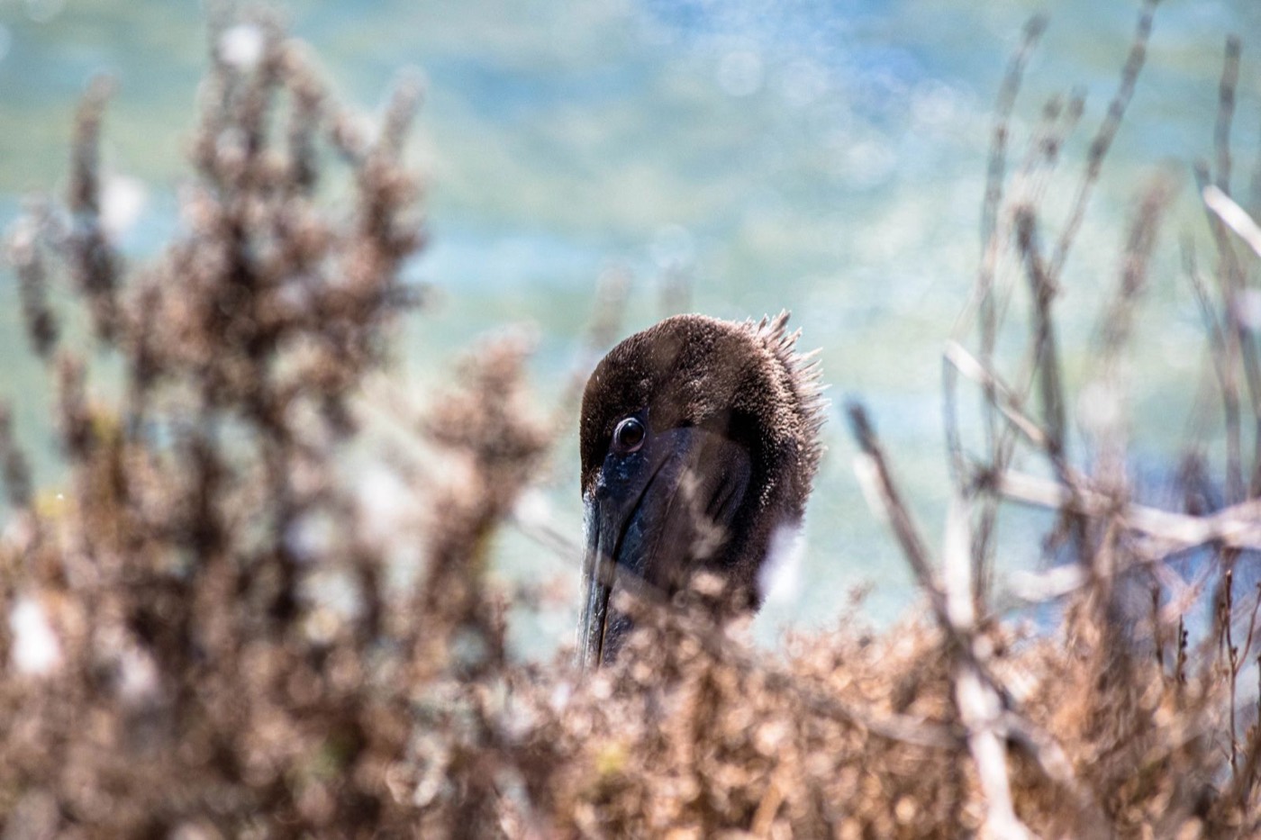 Bird perched in dry brush