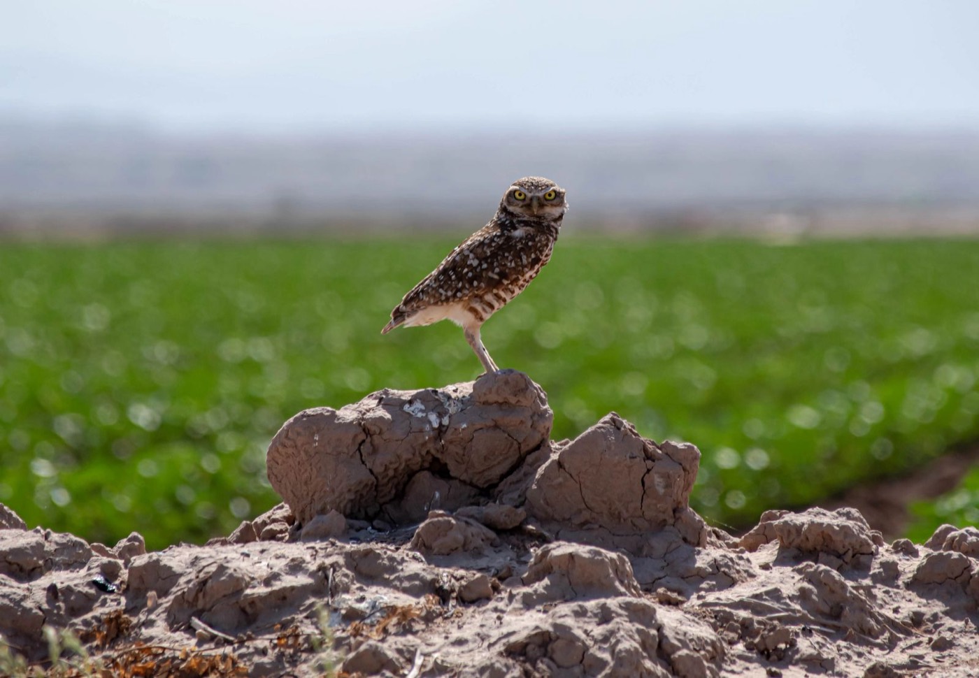 Burrowing owl standing on a dirt mound by a green field
