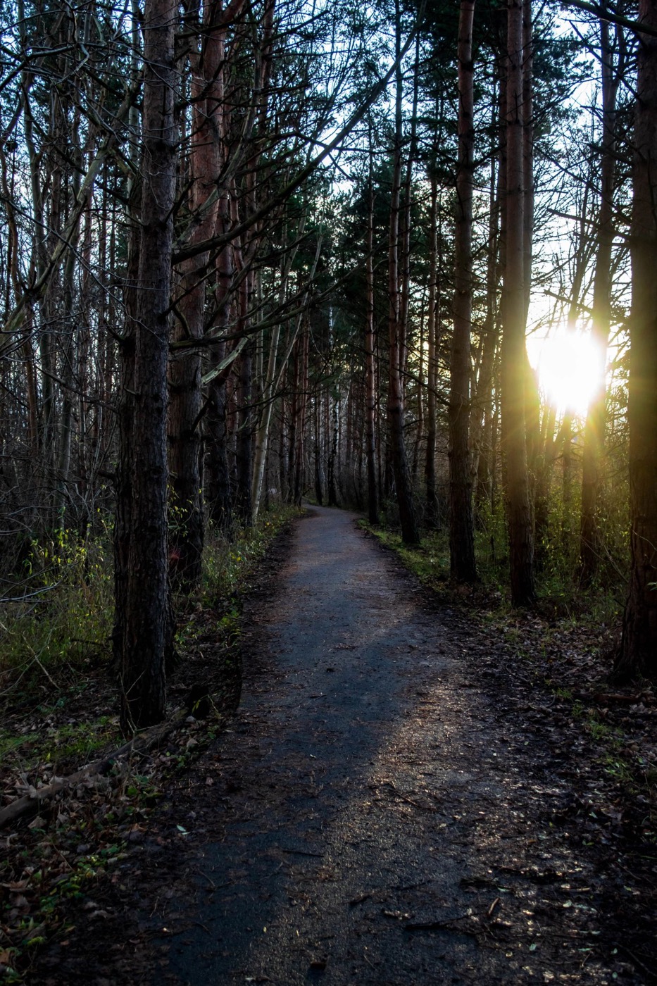 Forest path with the sun breaking through the trees