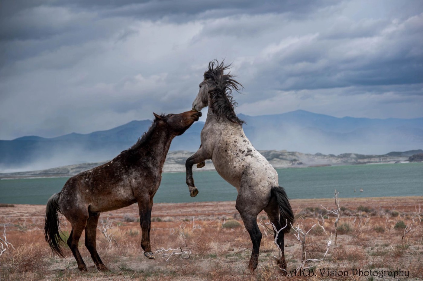 Two wild horses rearing up by a lake