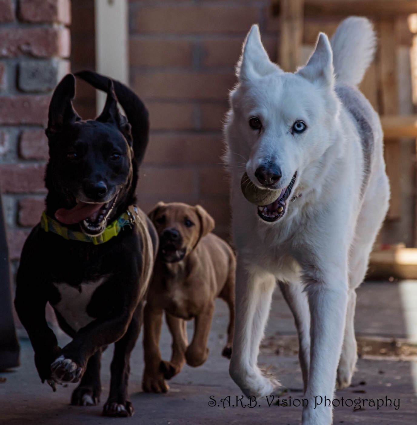 Three dogs running toward the camera
