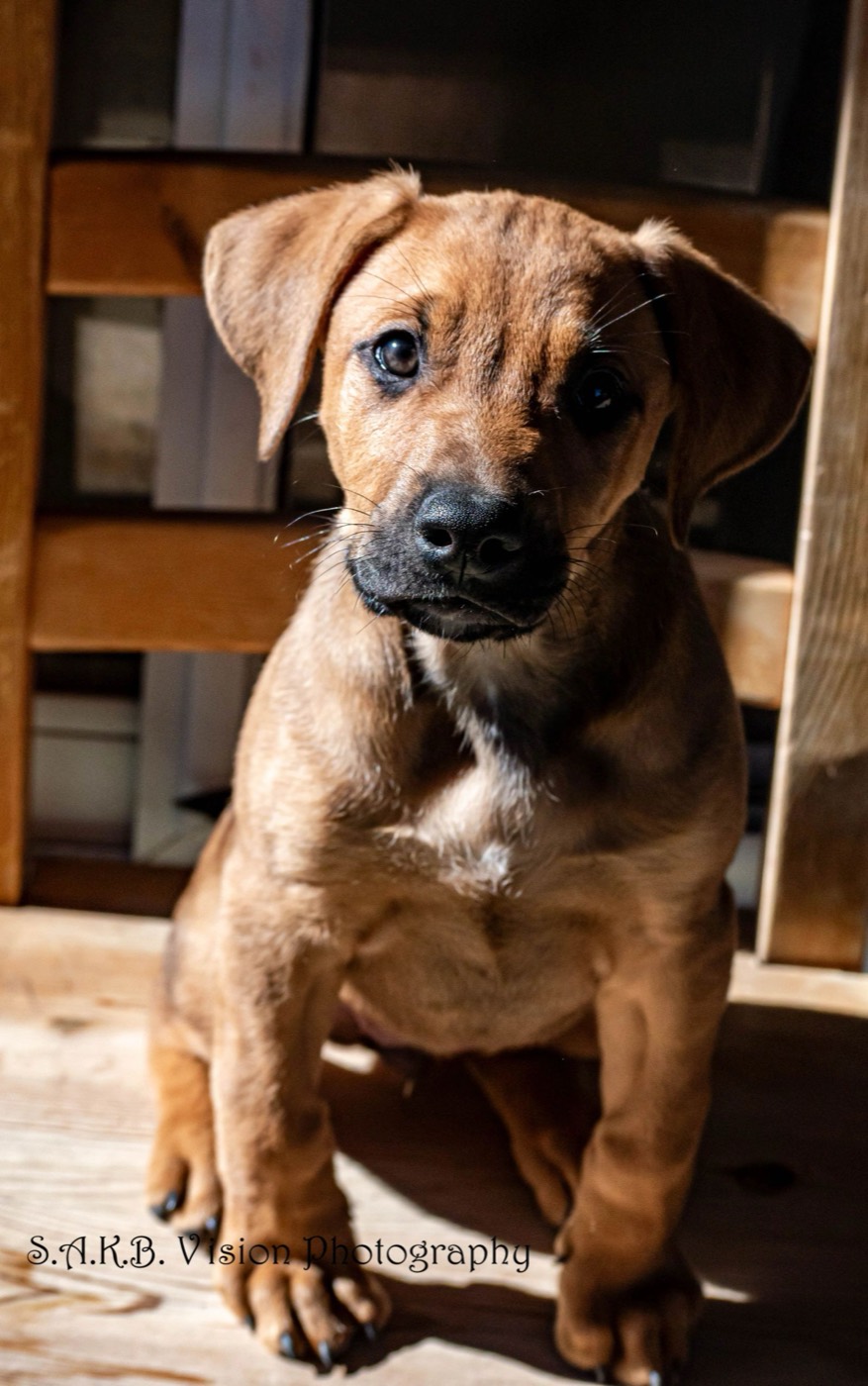 Brindle puppy sitting in a patch of sunlight